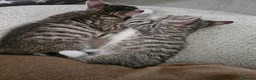 Mixed Breed cats for sale: Mix breed kittens mum is bengal cross - Advert 10