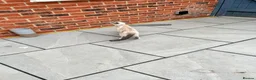 Snowshoe cats for sale: Snowshoe kitten  Looking for a Loving Home - Advert 3