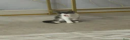 Domestic Shorthair cats for sale: Beautiful female grey & white kitten  in Derby - Advert 4