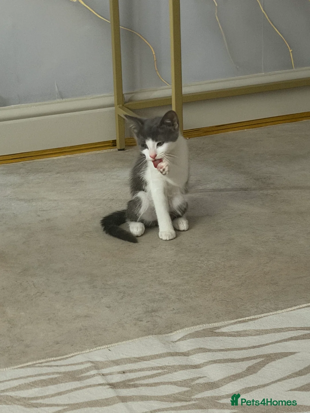 Domestic Shorthair cats for sale: Beautiful female grey & white kitten  in Derby - Advert 4