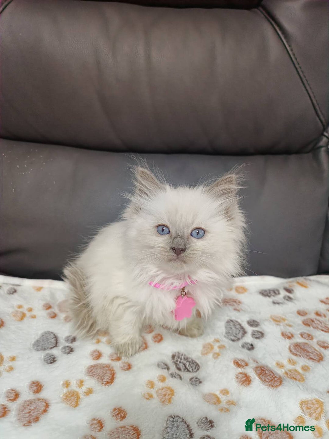 Ragdoll cats for sale: 8 beautiful Ragdoll cats - Image 10