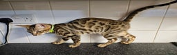Bengal cats for sale: Silver/ mink bengals kittens  - Advert 13
