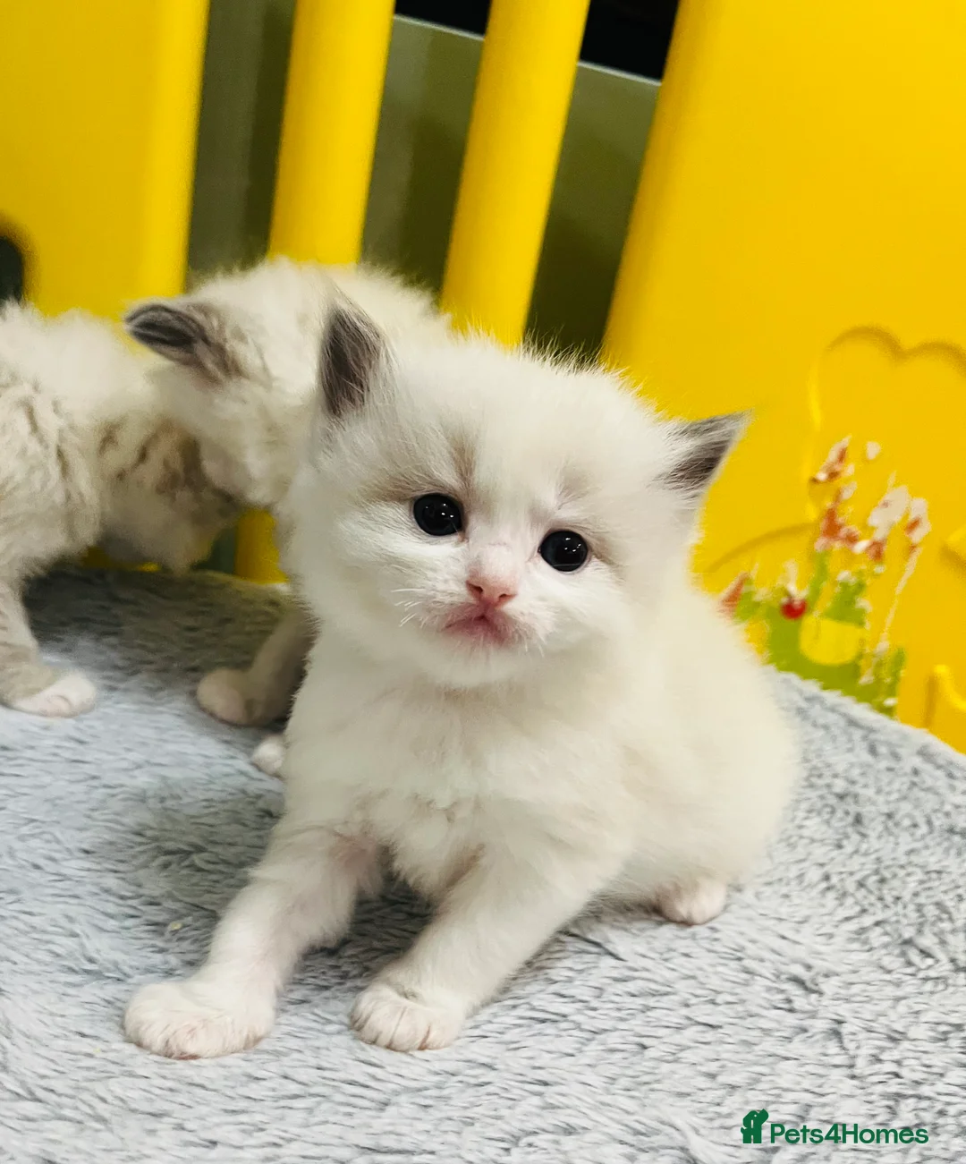 Ragdoll cats for sale: GCCF registered ragdoll kittens  - Advert 2