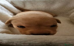 Labrador Retriever dogs for sale: 8 beautiful labrador puppies  - Image 18