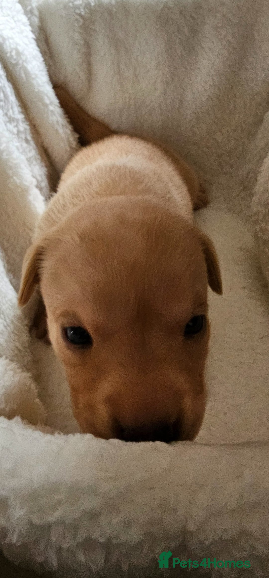 Labrador Retriever dogs for sale: 8 beautiful labrador puppies  - Image 18