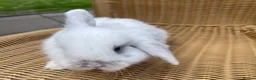 Mini Lop rabbits for sale: Gorgeous baby mini lops  - Advert 9
