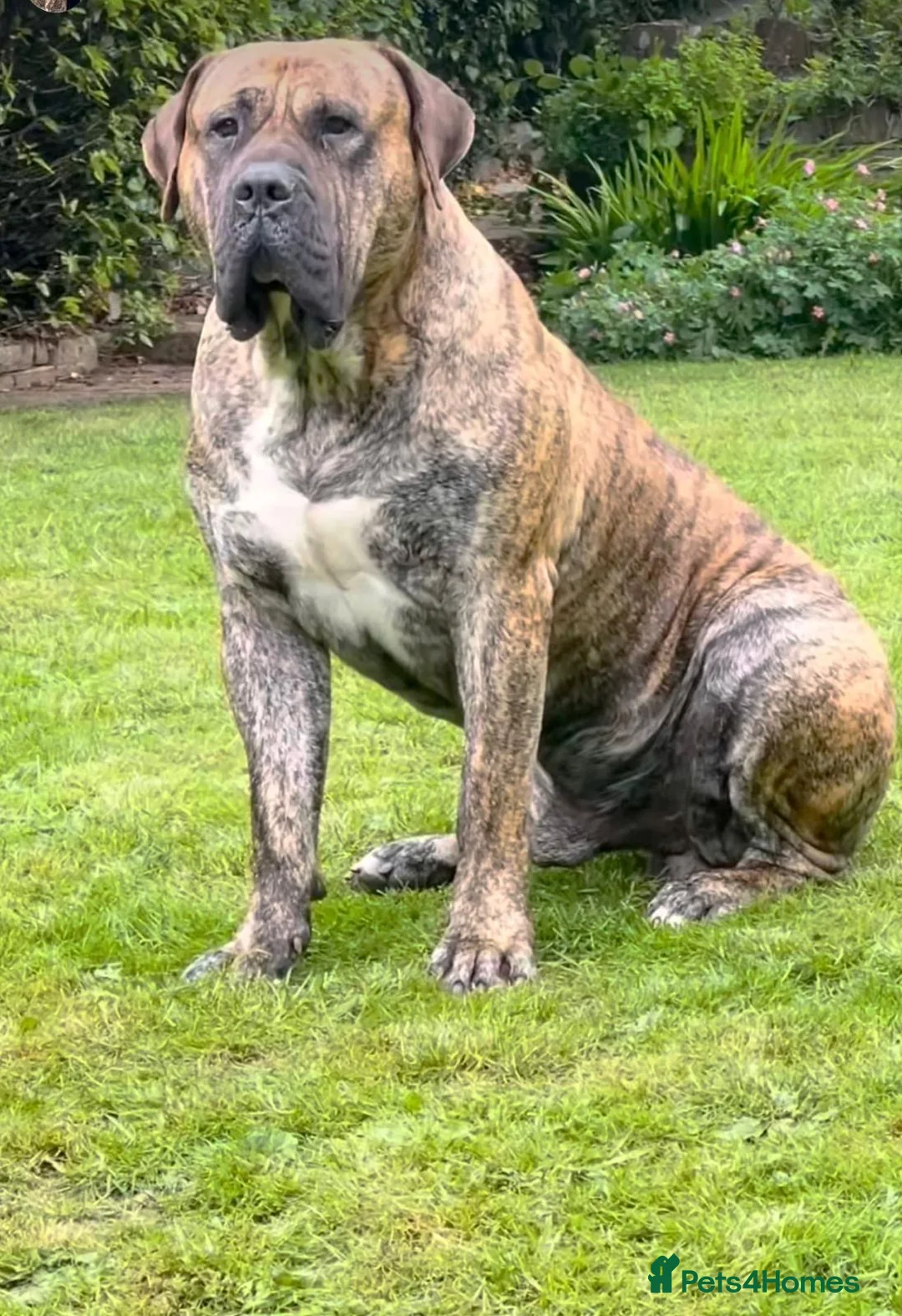 Presa Canario dogs for sale: 🏆 Champion Blood Presa Canario puppies READY🏆 - Advert 28