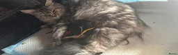 Maine Coon cats for sale: GCCF Silver torbie - Advert 7