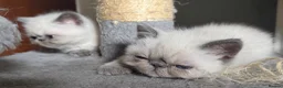 Exotic cats for sale: Last Remaining  Exotic Shorthair Kitten - Advert 1