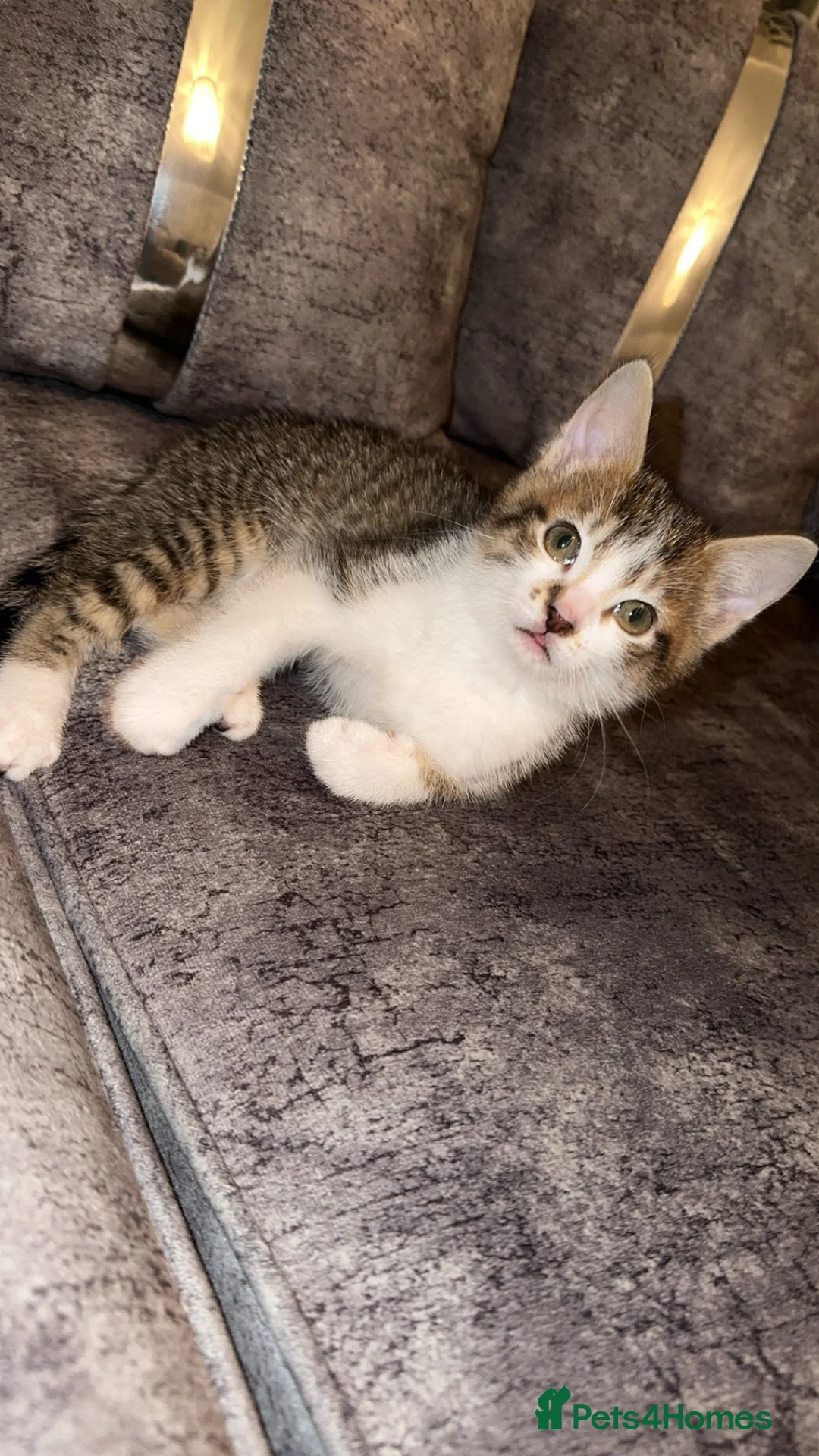 Domestic Shorthair cats for sale: Gorgeous tabby and British shorthair kitten - Advert 21