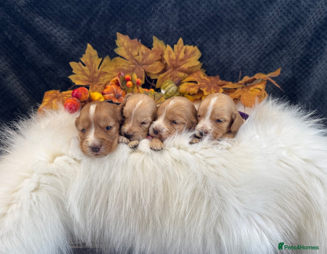 Cocker Spaniel dogs for sale: 🐾 🌟 Exceptional Show Type Cocker Spaniels 🐾 🌟 - Image 4