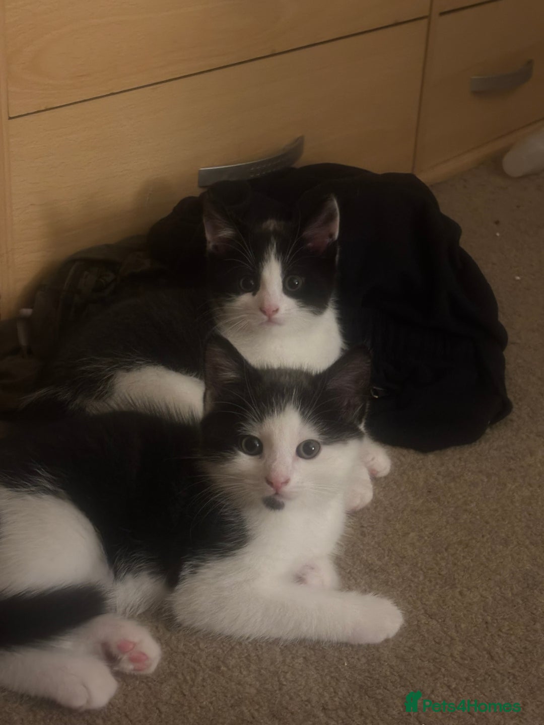 Mixed Breed cats for sale: Two beautiful boys ready for a new home  - Image 3