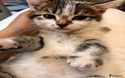 Domestic Shorthair cats for sale: Kittens for sale  - Image 5
