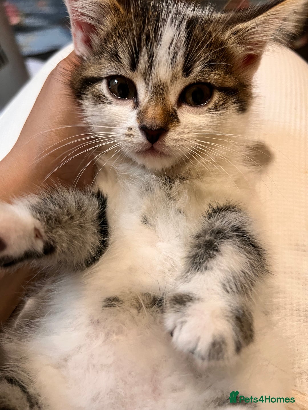 Domestic Shorthair cats for sale: Kittens for sale  - Image 5