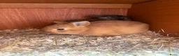 Mixed Breed rabbits for sale: ✨🐇Cute Mixed Breed Baby Bunnies Available😍🐇 - Advert 16