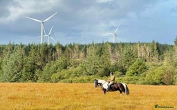 Irish Cob horses for sale: Henry -The real life super cob  - Image 4