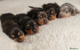 Miniature Dachshund dogs for stud: Romeo the miniature Dachshund  - Image 7