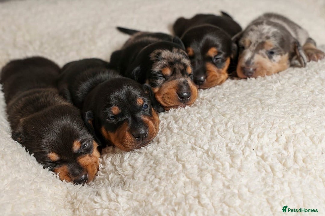 Miniature Dachshund dogs for stud: Romeo the miniature Dachshund  - Image 7