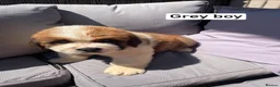 Saint Bernard dogs for sale: Saint Bernard‘s puppies - Advert 9