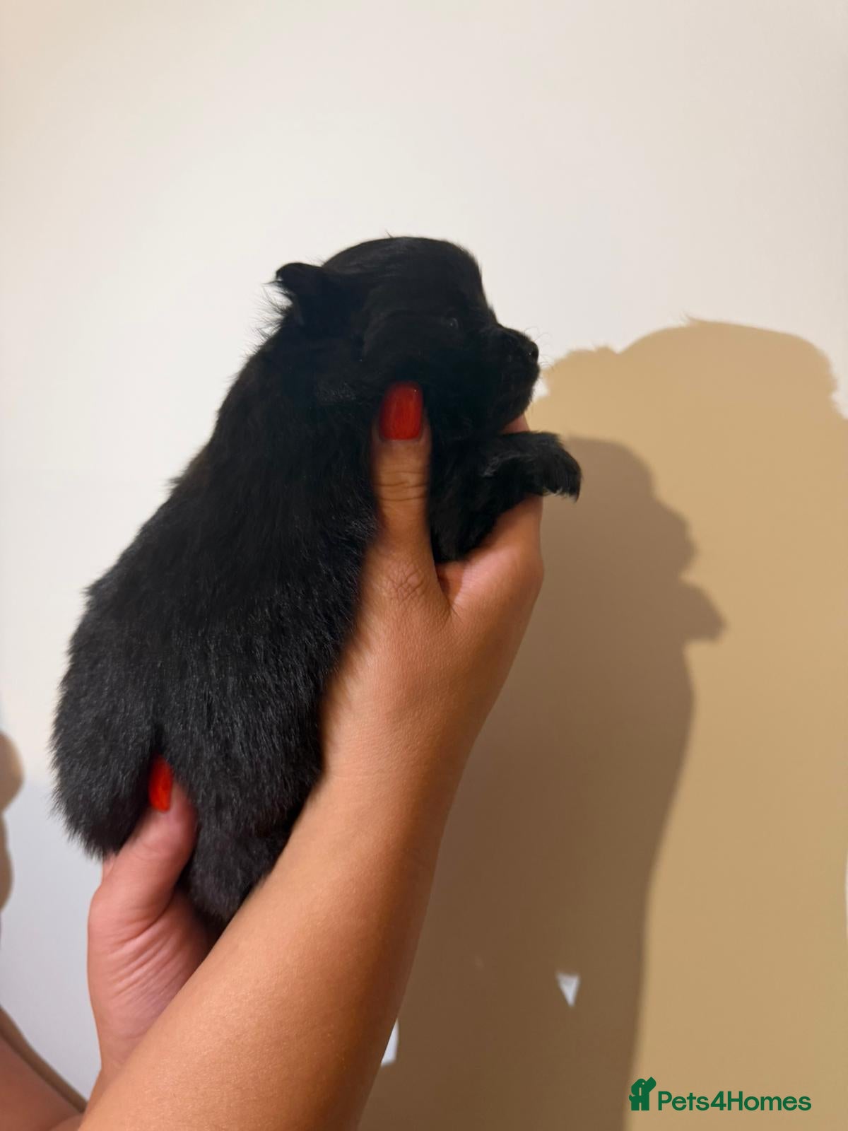 Pomeranian dogs for sale: Adorable Pomerania puppies  - Advert 16