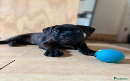 Bullmastiff dogs for sale: 🐾 KC registered bullmastiff female puppy 🐾 - Image 5