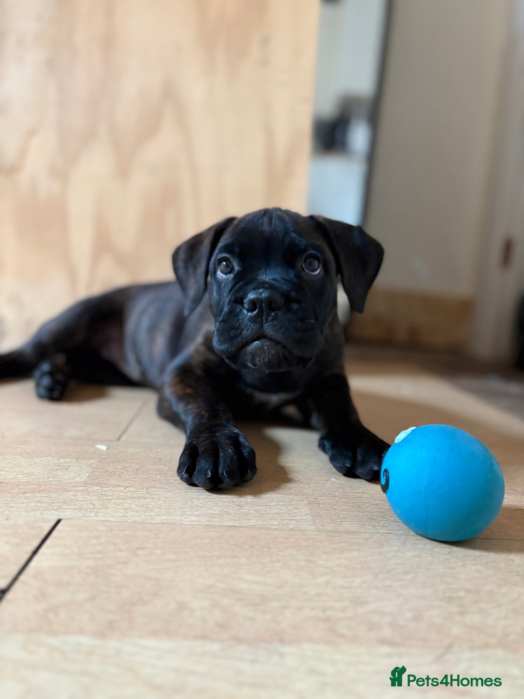 Bullmastiff dogs for sale: 🐾 KC registered bullmastiff female puppy 🐾 - Image 5