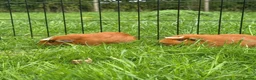 Guinea Pig rodents for sale: Pair Of Female Guinea Pigs  in Saxmundham - Advert 1