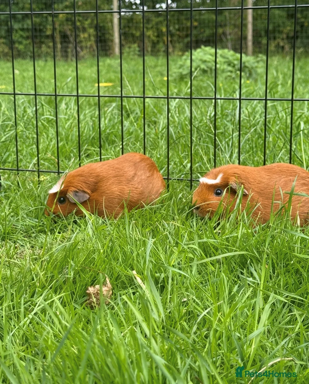 Guinea Pig rodents for sale: Pair Of Female Guinea Pigs  in Saxmundham - Advert 1