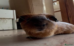Guinea Pig rodents for sale: Two gorgeous friendly adult female guinea pigs - Image 5