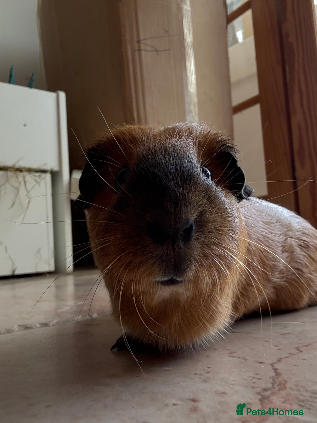 Guinea Pig rodents for sale: Two gorgeous friendly adult female guinea pigs - Image 5