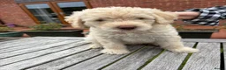 Labradoodle dogs for sale: Multi generation Standard labradoodles  - Advert 12
