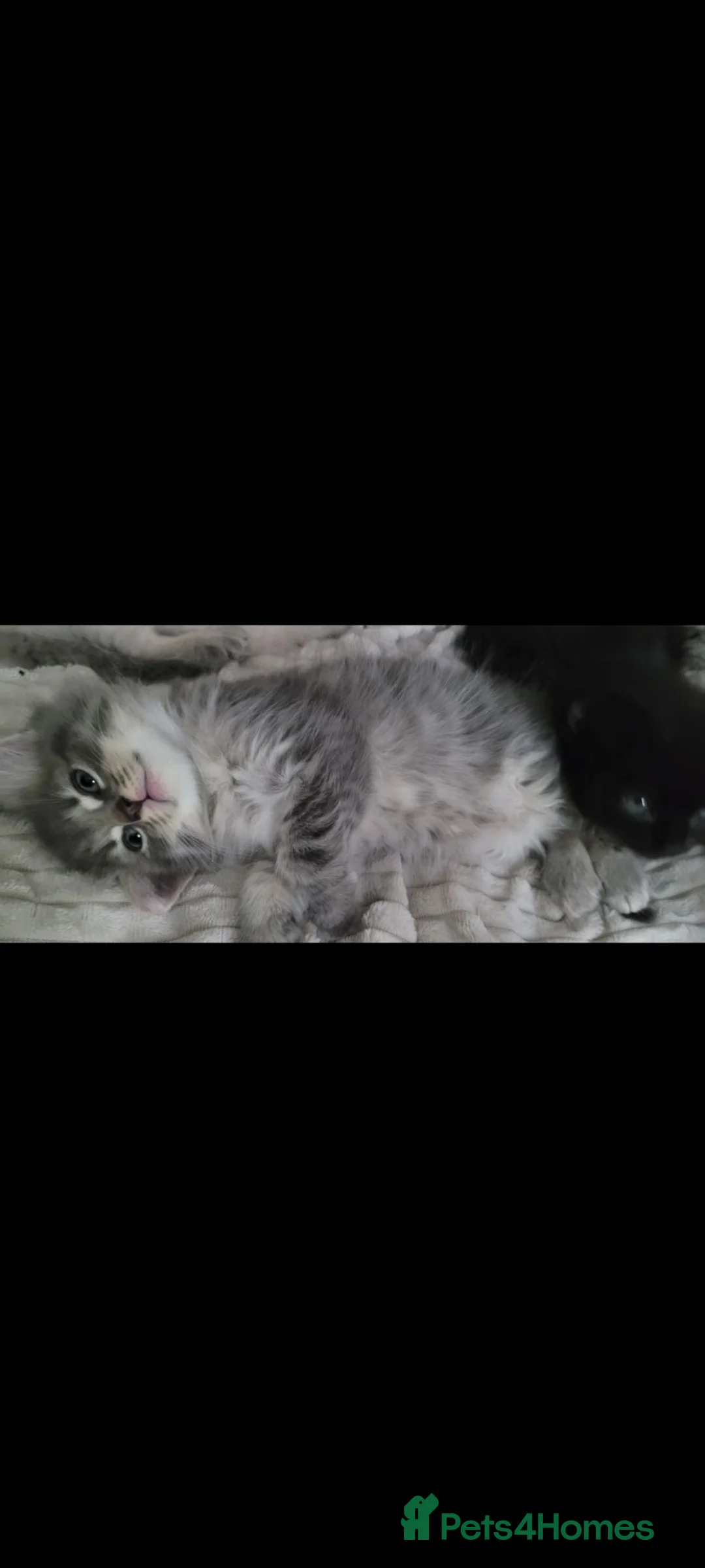 Mixed Breed cats for sale: Grey Tabby - Advert 2