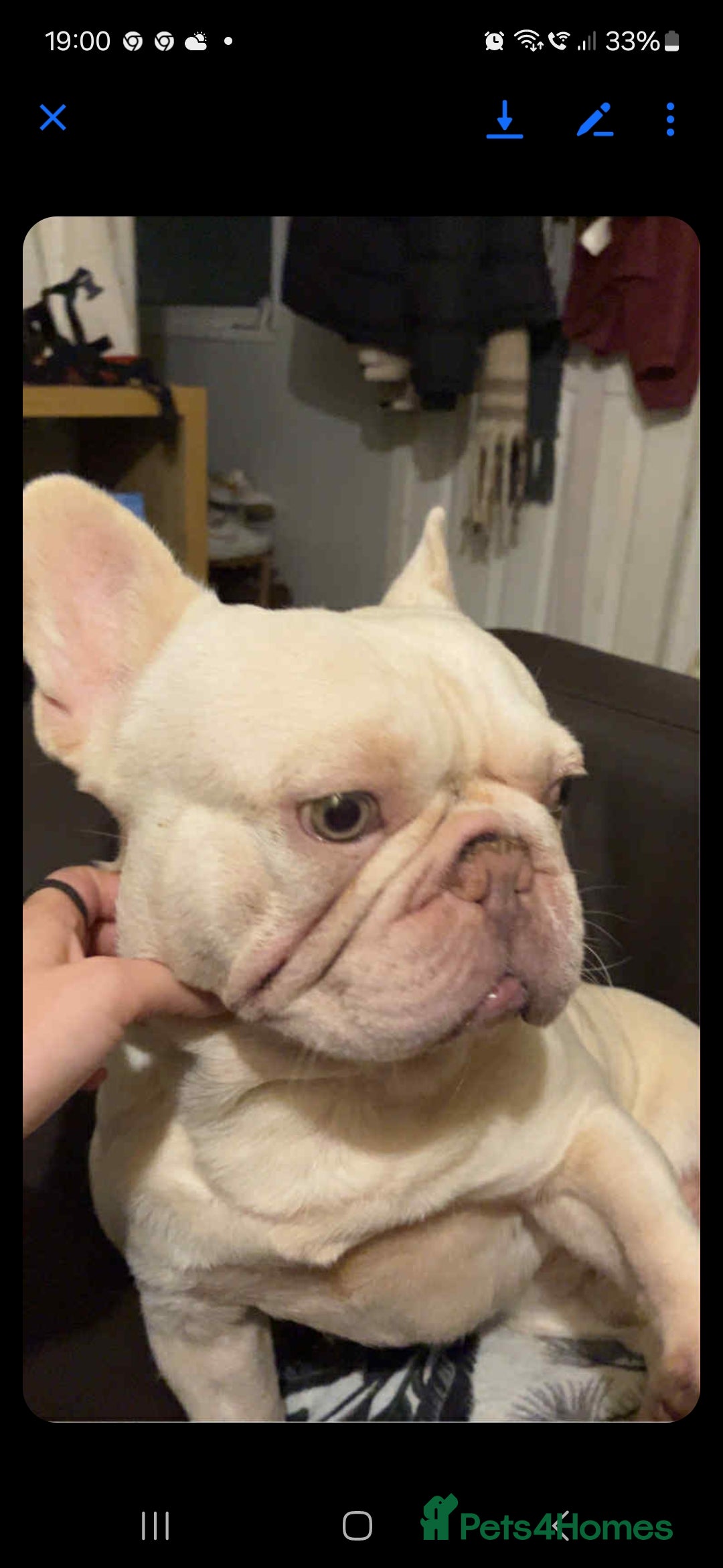 French Bulldog dogs for sale: Sad sale  - Image 4