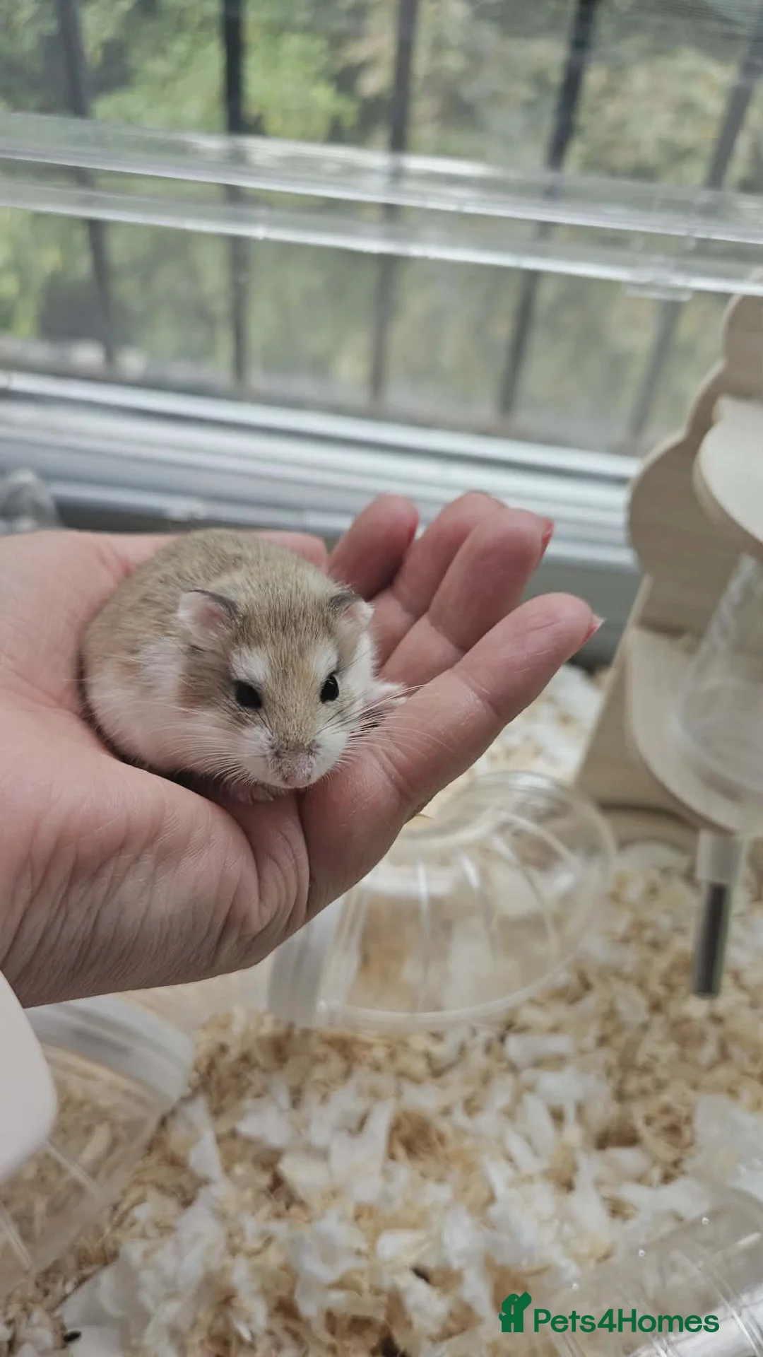 Hamster rodents for sale: Roborovski dwarf hamster . Free to good home in Leicester - Advert 1
