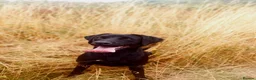 Labrador Retriever dogs for sale: Labrador retrievers  in Chesterfield - Advert 12