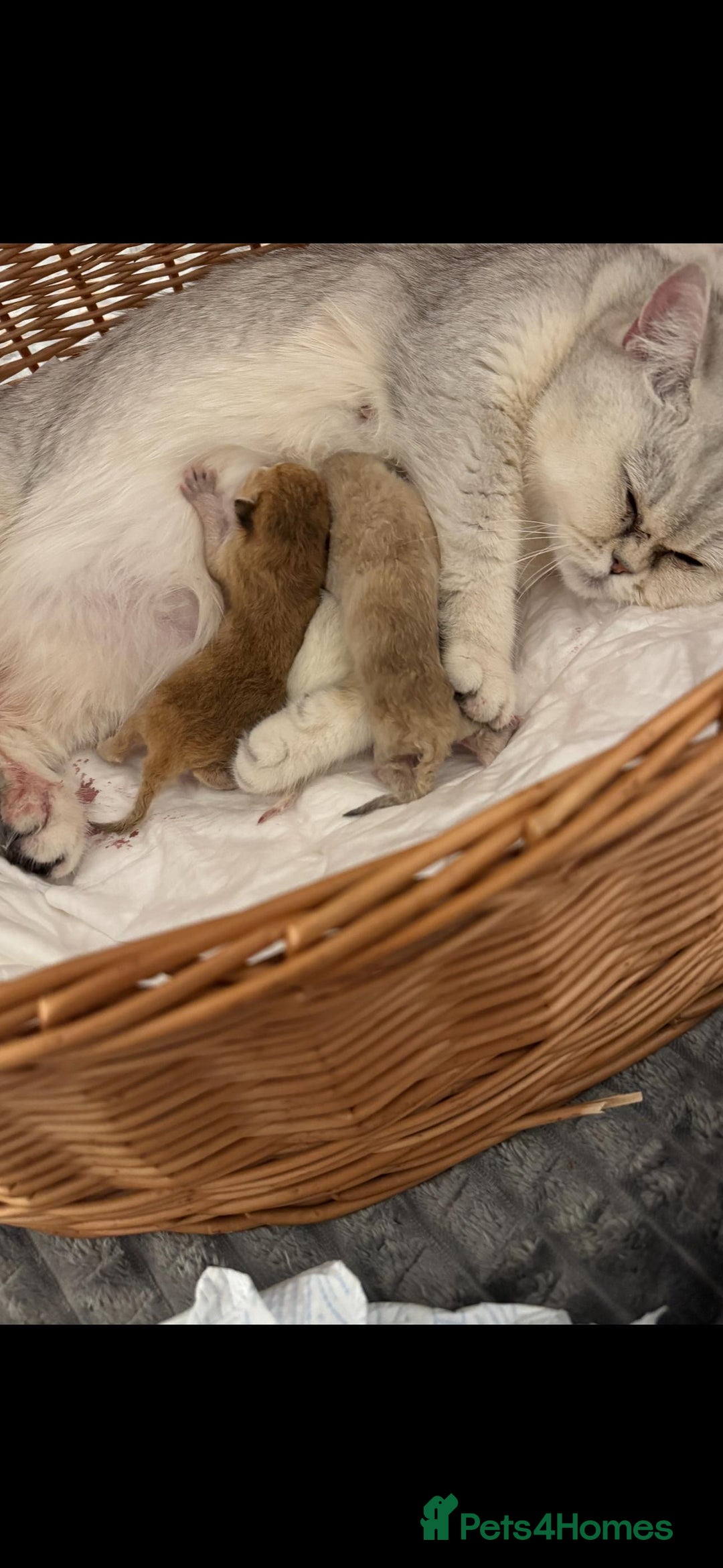 Scottish Fold cats for sale: Purebred Scottish kittens - Image 11