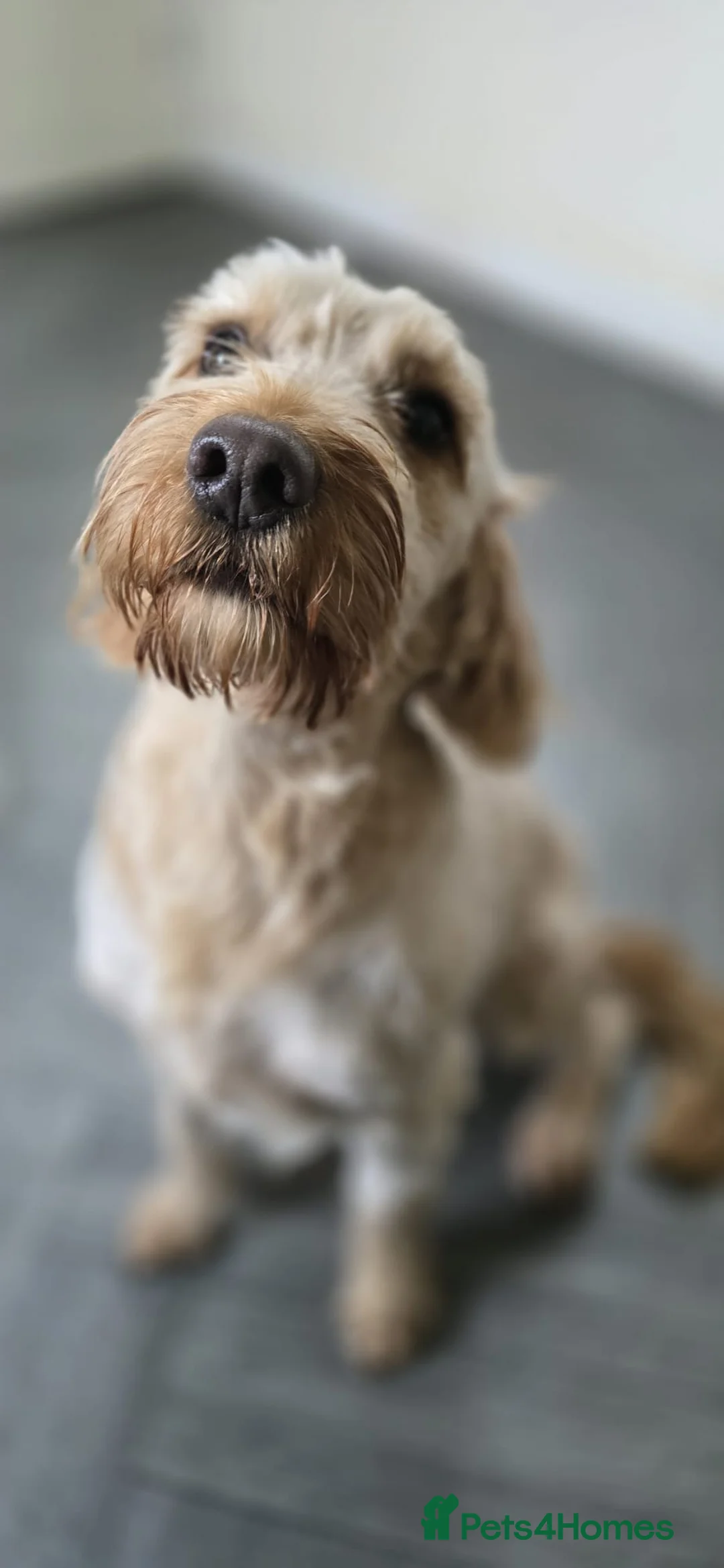 Cockapoo dogs for sale: Meet Almost 2 year old Cockerpoo Seamus - Advert 6