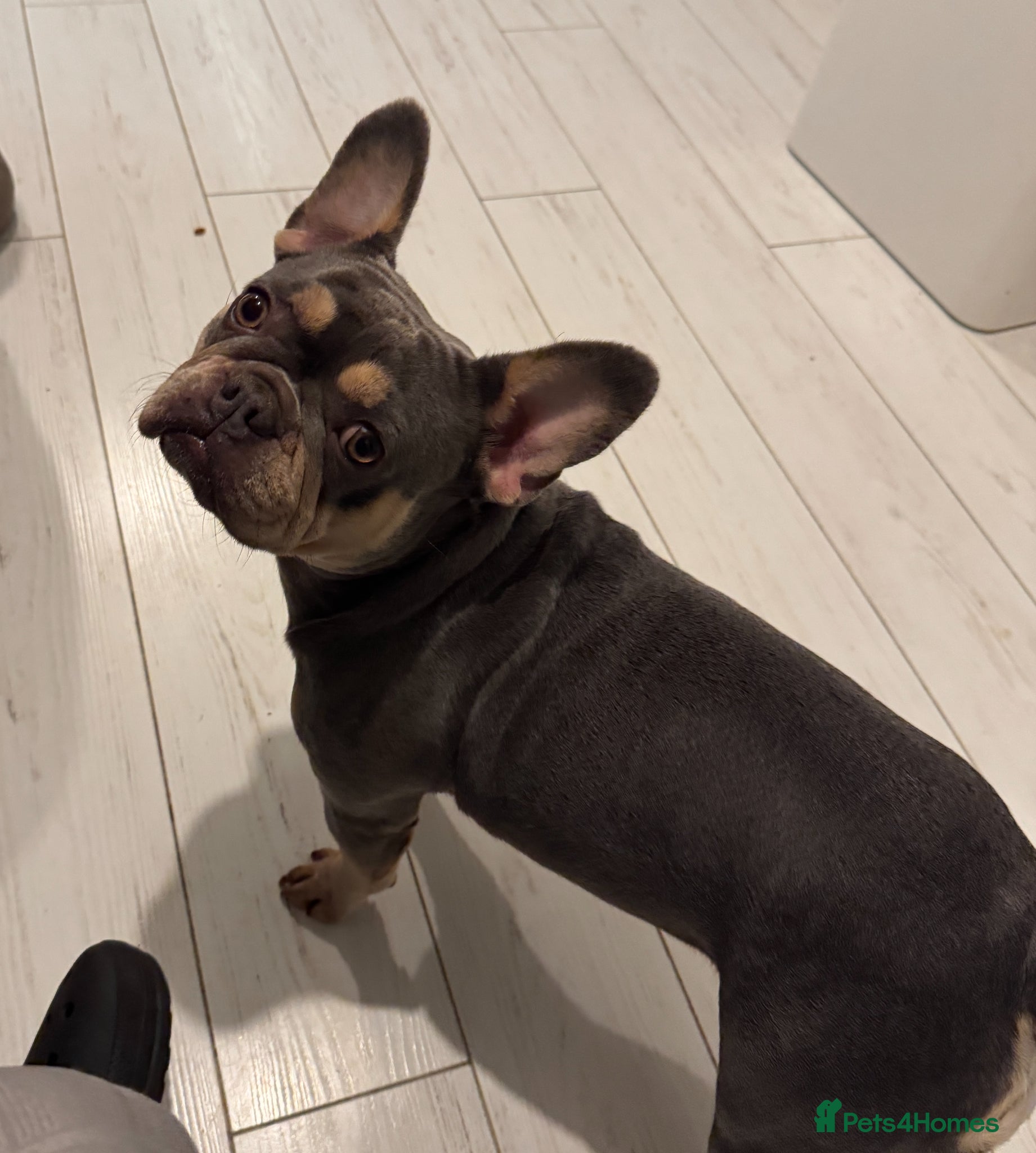 French Bulldog dogs 3 Girls 3 Big Personalities! - Advert 2
