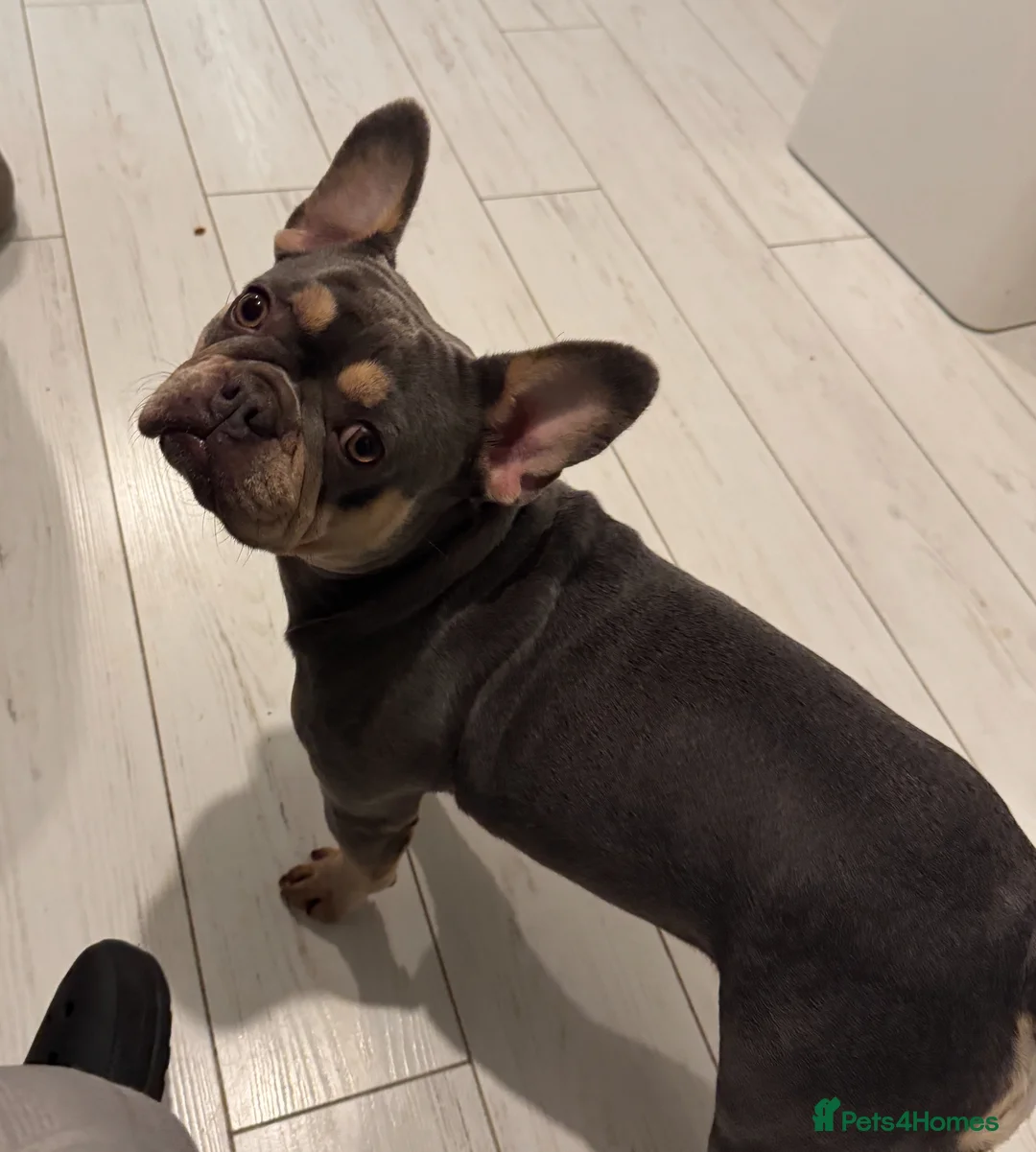 French Bulldog dogs for sale: 3 Girls 3 Big Personalities! - Advert 2
