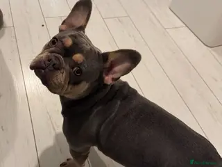 French Bulldog dogs Last Puppy Left - Price Reduced - Advert 2