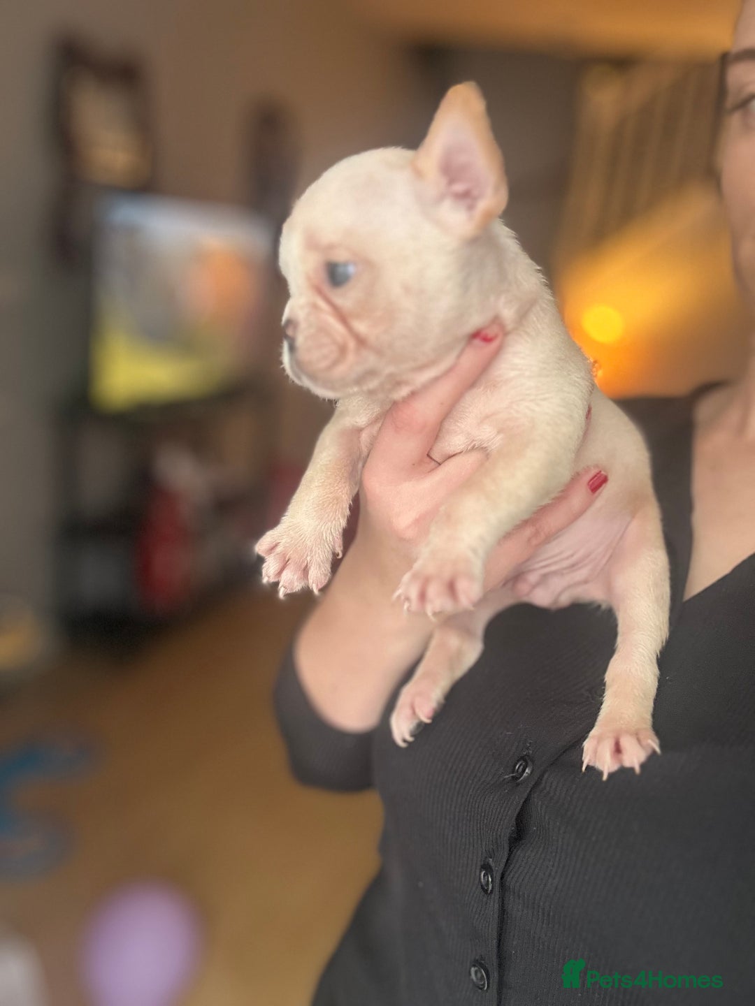 French Bulldog dogs for sale: Frenchie puppies  - Advert 4