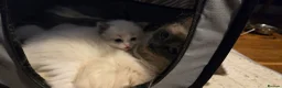 Ragdoll cats for sale: Beautiful Playful Ragdoll Kittens  - Advert 16