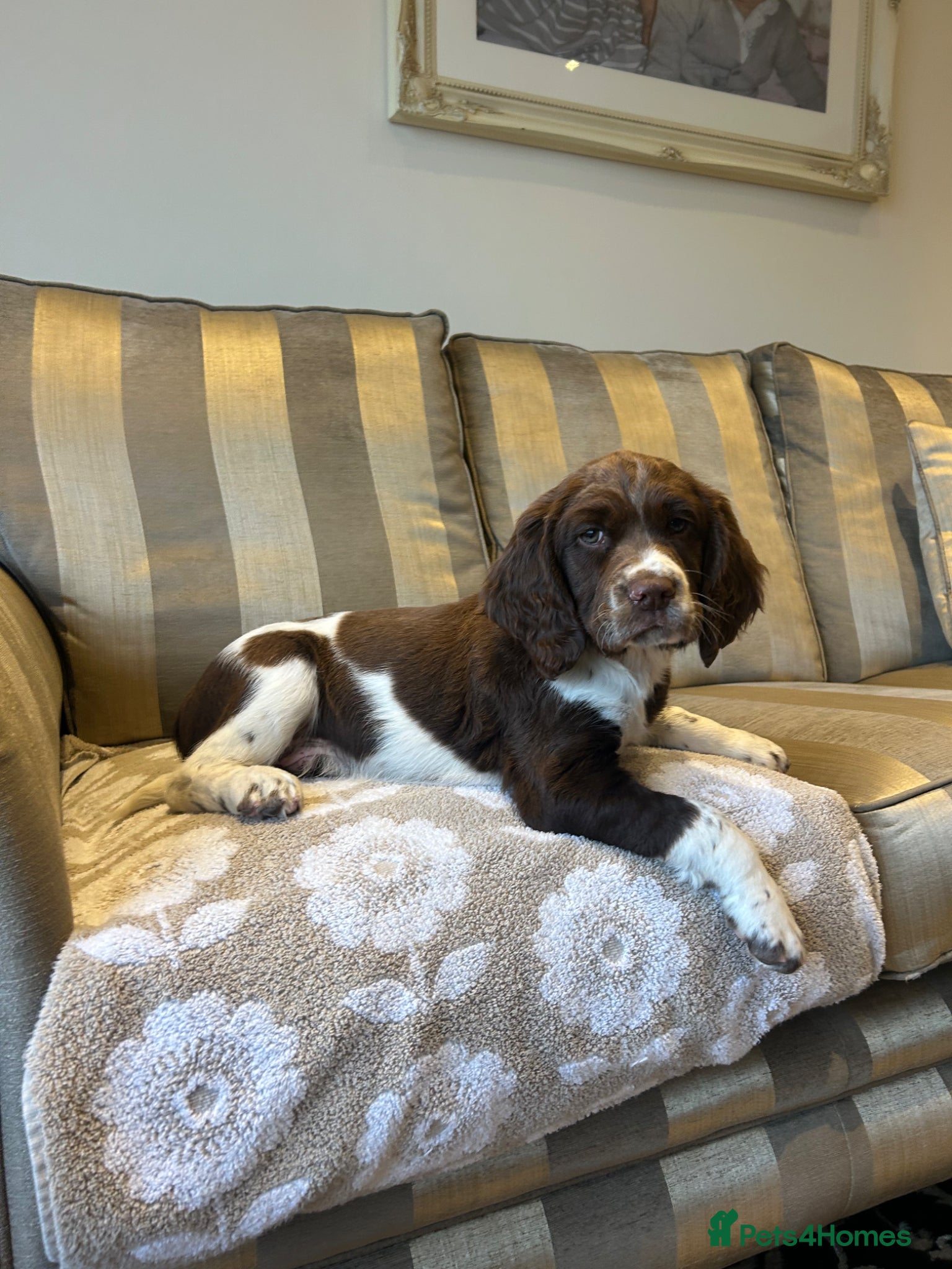 English Springer Spaniel dogs 5 Generation Pedigree ESS Puppies  - Advert 6