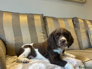 English Springer Spaniel dogs 5 Generation Pedigree ESS Puppies - Advert 6