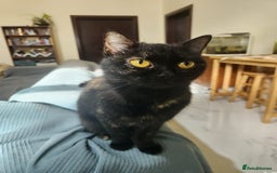 Arabian Mau cats for adoption: Majarrah - Image 1