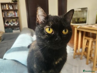 Arabian Mau cats - Advert 3