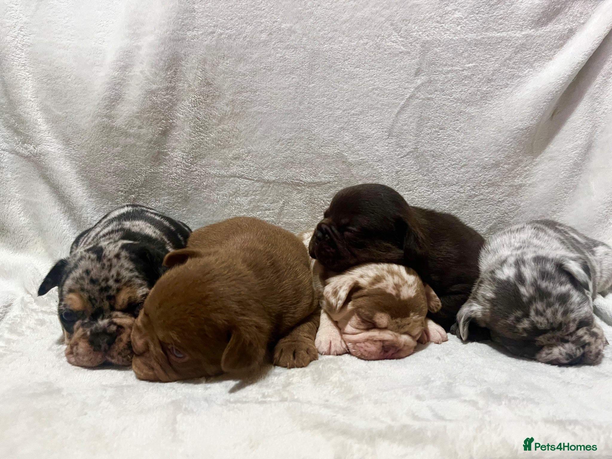 French Bulldog dogs Only 4 boys left! Merle,grey,chocolate lilac fluff - Advert 1