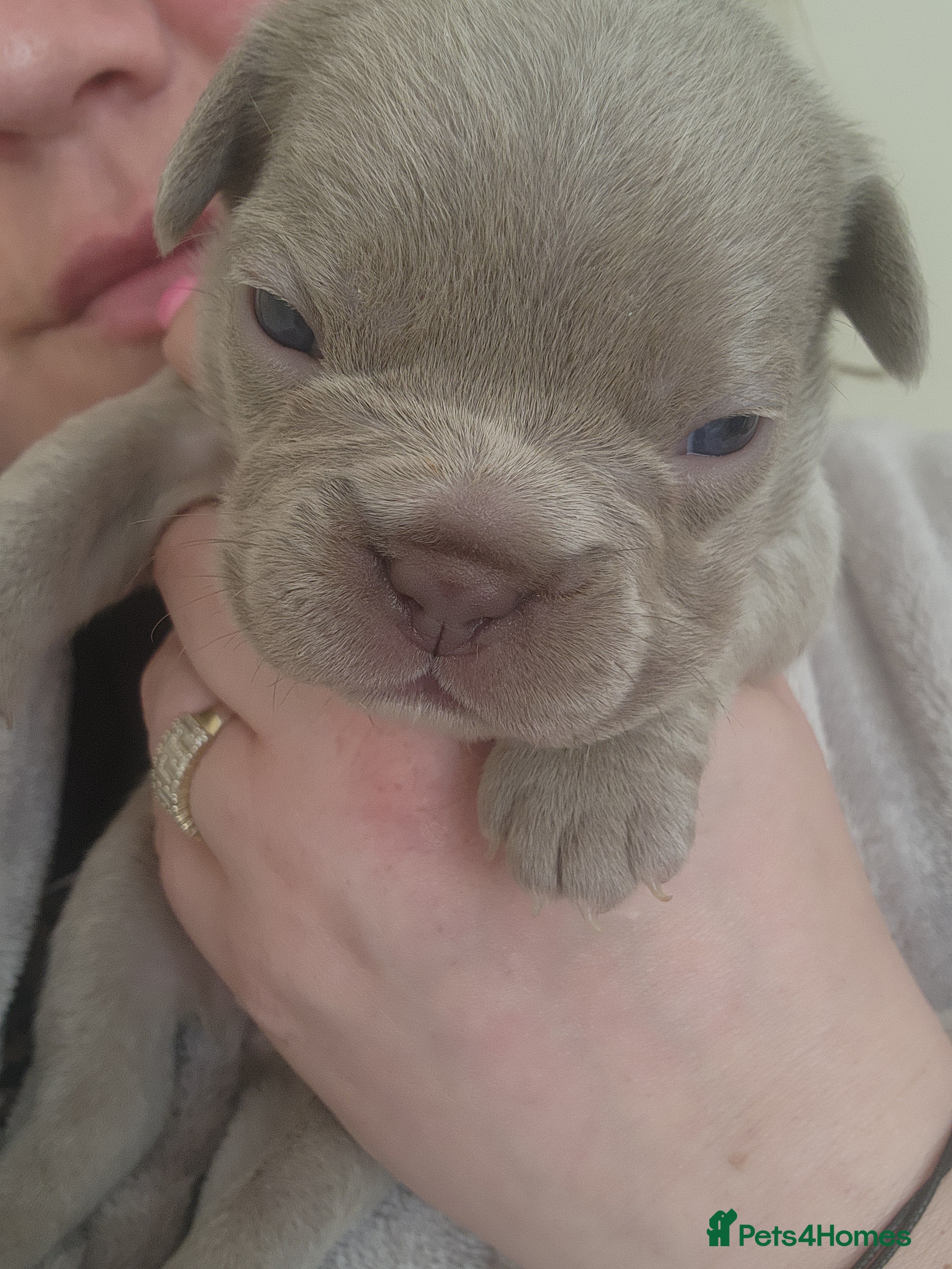 French Bulldog dogs for sale: French Bulldog puppies - Advert 6