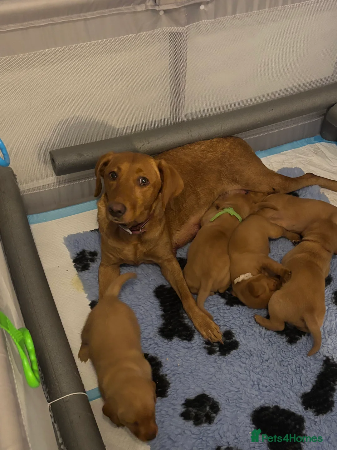 Labrador Retriever dogs for sale: Beautiful  Male Red Fox Labrador working dog  in Rotherham - Advert 2