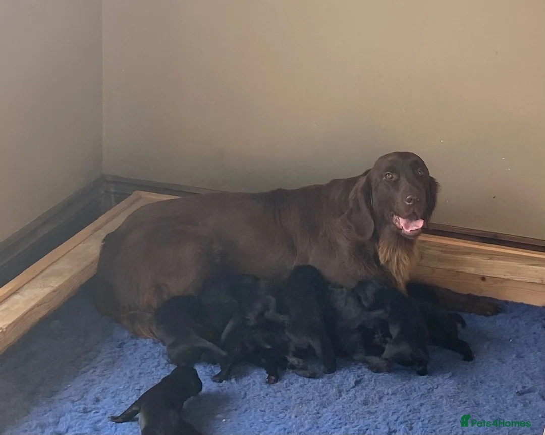 Mixed Breed dogs for sale: Beautiful Golden x Flat coated retriever puppiess - Advert 1